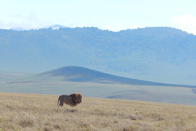 2 Days Tarangire and Ngorongoro Crater Tour - What the open-roof 4x4 adds