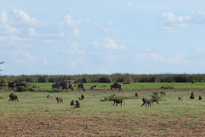 2 Days Tarangire and Ngorongoro Crater Tour - Is $515 a fair price?