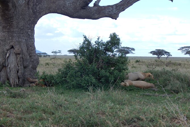 2 Days Tarangire and Ngorongoro Crater Tour - Meals, inclusions, and extra costs