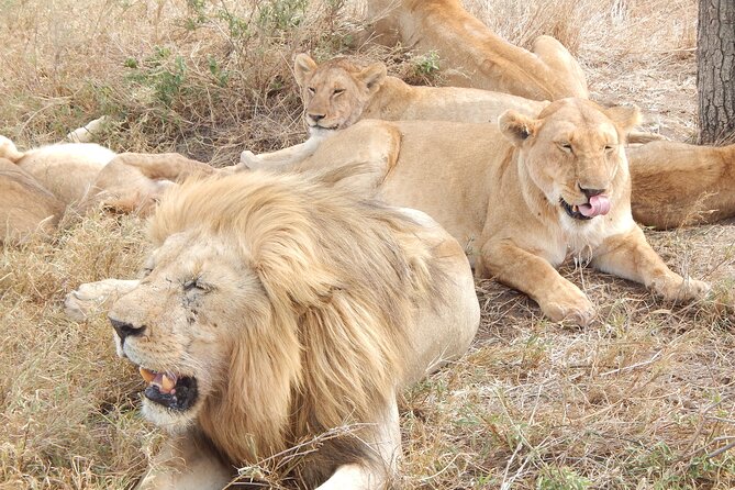 2 Days Tarangire and Ngorongoro Crater Tour - The Tarangire or Manyara question matters
