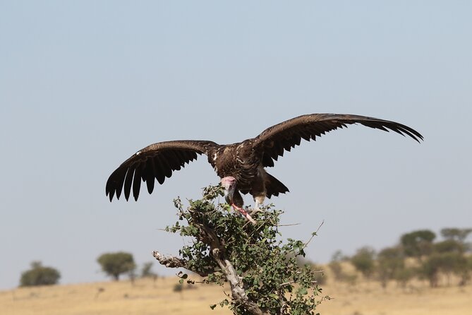 2 Days Tarangire and Ngorongoro Group Camping Safari - Two parks, two very different safari moods