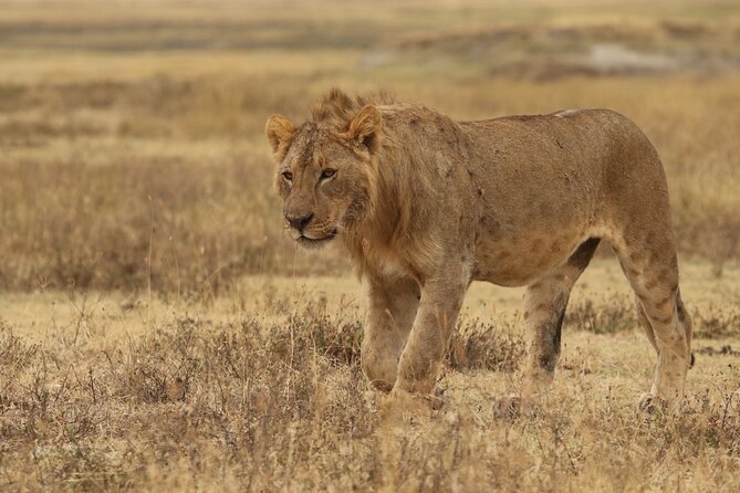 2 Days Tarangire and Ngorongoro Group Camping Safari - What the service and planning are worth