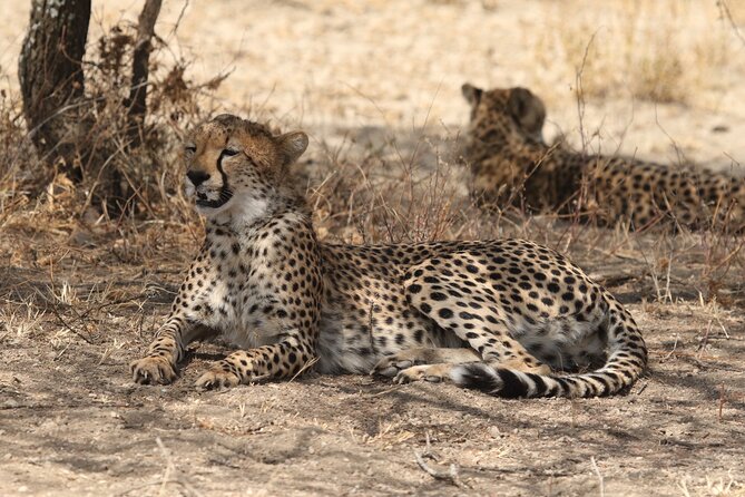 2 Days Tarangire and Ngorongoro Group Camping Safari - Is $550 a fair price for two days?
