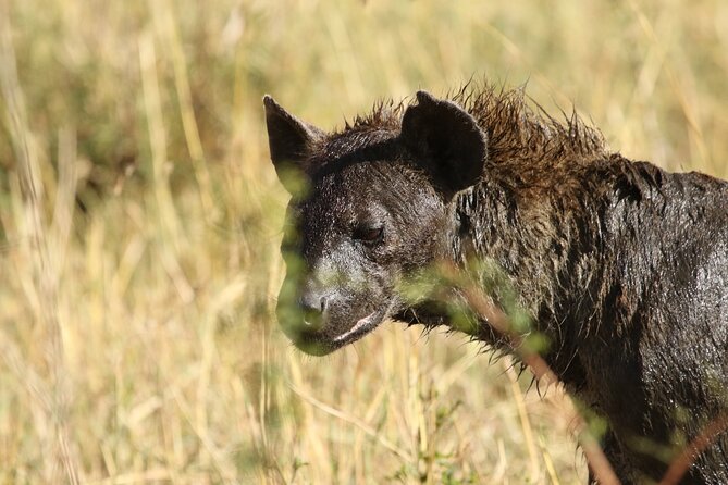 2 Days Tarangire and Ngorongoro Group Camping Safari - Should you book the Tarangire and Ngorongoro safari?