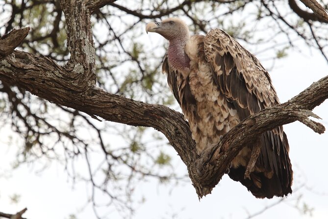 2 Days Tarangire and Ngorongoro Group Camping Safari - Camping near Ngorongoro keeps the trip moving