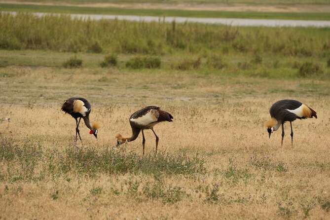 2 Days Tarangire and Ngorongoro Mid-Range Group Safari - Camping, meals, and comfort