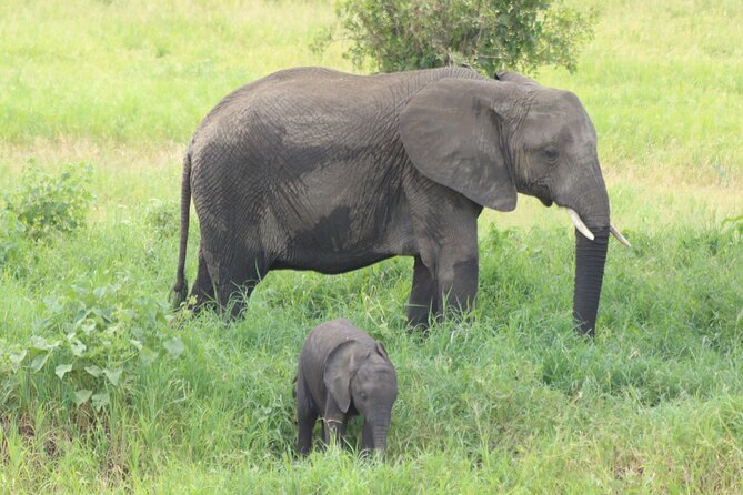 2 Days Tarangire and Ngorongoro Mid-Range Group Safari - Day one: Tarangire’s elephants and baobabs