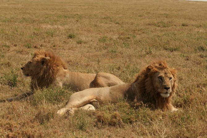2 Days Tarangire and Ngorongoro Safari from Zanzibar - Is $2,167 Per Person Good Value?