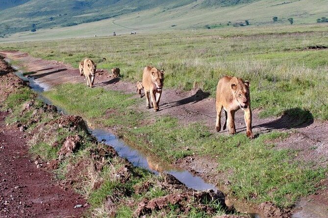 2 Days Tarangire and Ngorongoro Safari from Zanzibar - Timing, Fitness, and Practical Planning