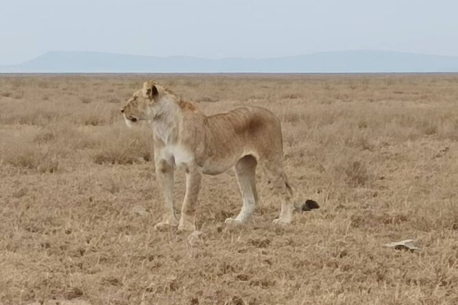 2 Days Tarangire and Ngorongoro Safari from Zanzibar - What the Open-Roof 4x4 Means for You