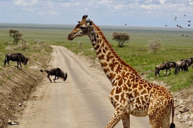 2 days Tarangire and Ngorongoro short safari - Day two: descending into Ngorongoro Crater