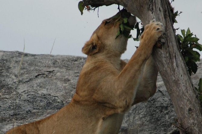 2 Days Tarangire & Ngorongoro Budget Safari Tour Tanzania - The small vehicle makes a real difference
