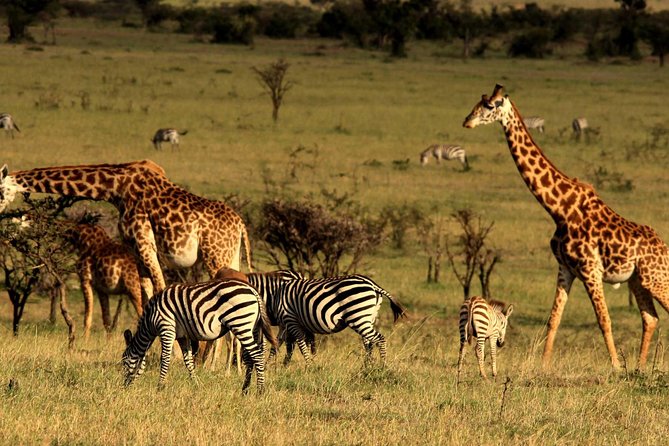 2 Days Tarangire & Ngorongoro Budget Safari Tour Tanzania - Food, accommodation, and the budget level