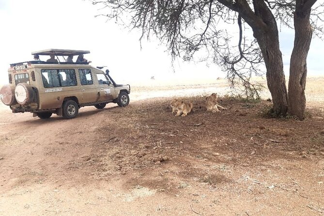 2 Days Tarangire & Ngorongoro Budget Safari Tour Tanzania - Should you book the Tarangire and Ngorongoro safari?