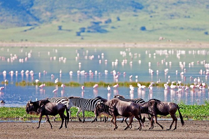 2 Days Tarangire & Ngorongoro Budget Safari Tour Tanzania - Day two: Ngorongoro Crater’s compact wildlife world