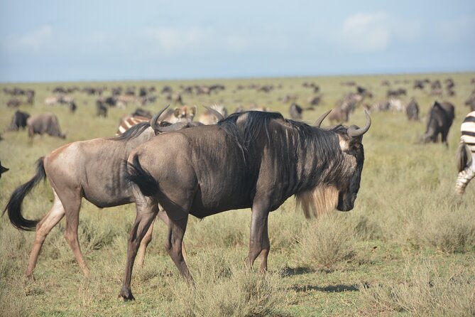 2 Days Tour From Zanzibar to Nyerere National Park (Selous GR) - What the $1,025.65 price really buys