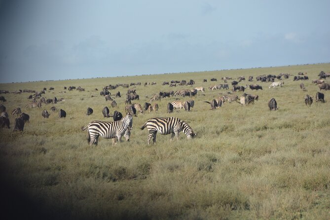 2 Days Tour From Zanzibar to Nyerere National Park (Selous GR) - Who should book this safari