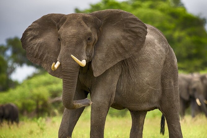 2 Days Tour From Zanzibar to Nyerere National Park (Selous GR) - The 4:00 am pickup and flight to the park