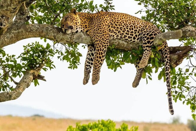 2 days Tour Tarangire & Ngorongoro - Why this two-day route works from Arusha