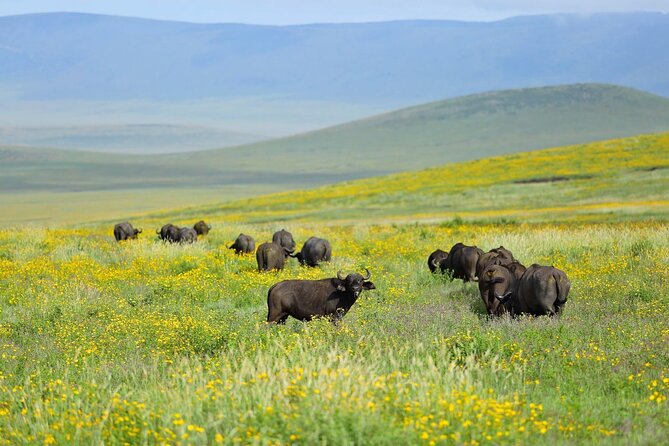 2 days Tour Tarangire & Ngorongoro - The Ngorongoro viewpoint before the crater floor