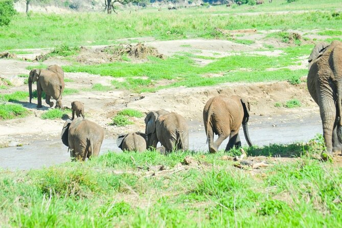 2 days Tour Tarangire & Ngorongoro - Six hours searching Ngorongoro for rhinos