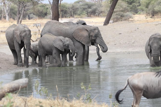 2 Days Wildlife game drives Through Tarangire and Ngorongoro Crater - Ngorongoro Crater: a concentrated second day