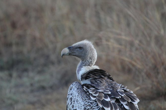 2 Days Wildlife game drives Through Tarangire and Ngorongoro Crater - What the $560 price really covers