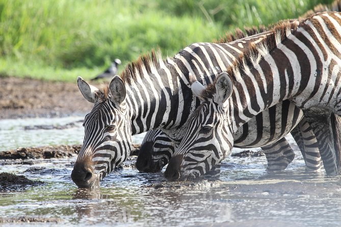 2 Days Wildlife game drives Through Tarangire and Ngorongoro Crater - Starting from Arusha at 8:00 a.m.