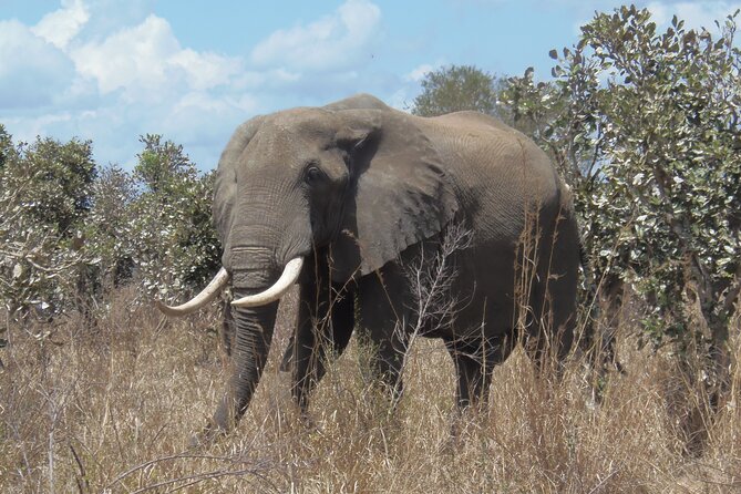 2 Days Wildlife Safari in Mikumi National Park - The journey from Dar es Salaam or Morogoro