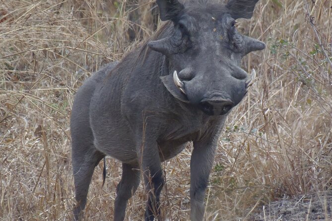 2 Days Wildlife Safari in Mikumi National Park - Day two: the best morning timing