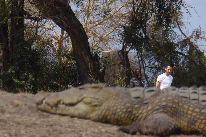 2 Days Wildlife Safari in Mikumi National Park - Animals you might see in a short safari