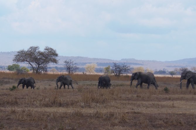 2 Days Wildlife Safari in Mikumi National Park - Who will enjoy this Mikumi trip