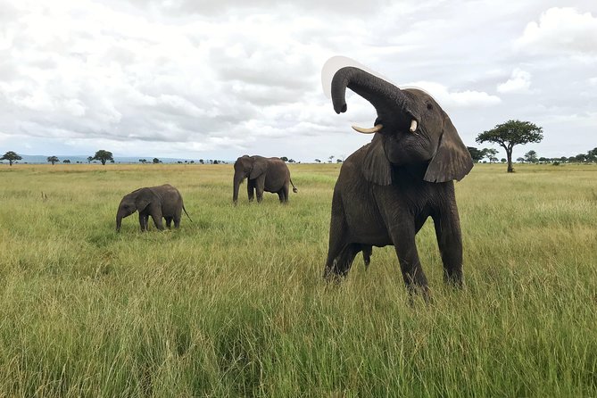 2 nights 3 days safari to mikumi national park - The safari at a glance
