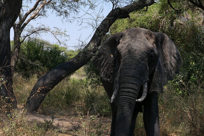 3-Day / 2 Nights Group Safari Serengeti & Ngorongoro Crater - What the Serengeti section gives you