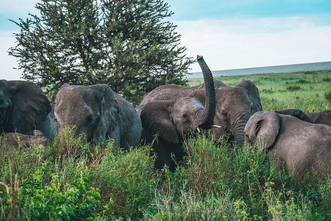 3-Day / 2 Nights Group Safari Serengeti & Ngorongoro Crater - The Ngorongoro Crater on day three