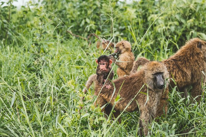 3-Day / 2 Nights Group Safari Serengeti & Ngorongoro Crater - How good is the $1,080 value?