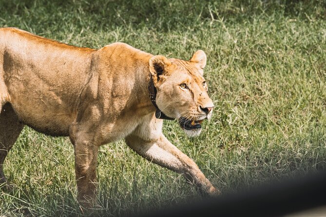 3-Day / 2 Nights Group Safari Serengeti & Ngorongoro Crater - The guide can shape the whole trip
