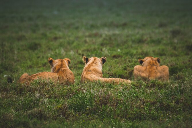 3-Day / 2 Nights Group Safari Serengeti & Ngorongoro Crater - Practical details that affect your decision