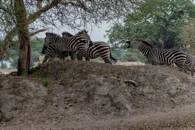 3-Day / 2 Nights Group Safari Serengeti & Ngorongoro Crater - Sleeping at Seronera and what camping means