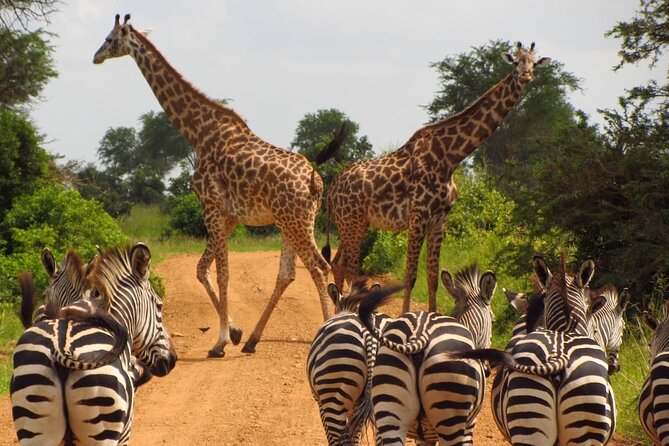 3-Day at Dar es Salaam To Selous GR (Nyerere NP) Game, Boat & Walking Safari - From Dar es Salaam to Nyerere National Park