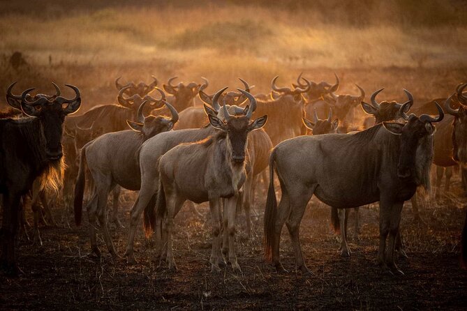 3-Day Camping Safari Tarangire, Lake Manyara & Ngorongoro crater - Why this three-park route works