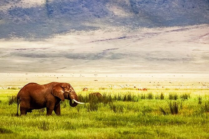 3-Day Camping Safari Tarangire, Lake Manyara & Ngorongoro crater - Day 3: Tarangire’s elephants and baobabs