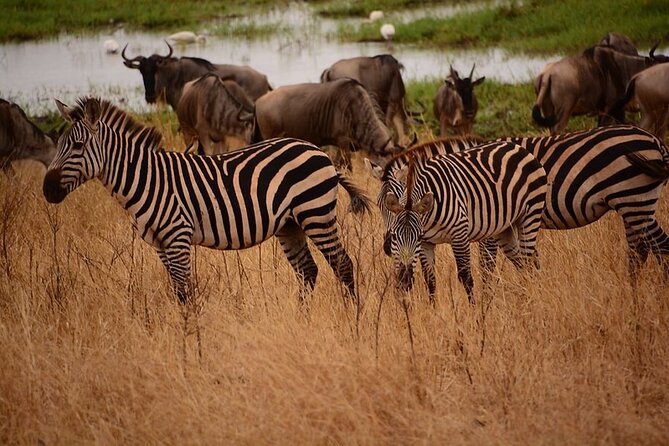 3-Day Camping Safari Tarangire, Lake Manyara & Ngorongoro crater - Camping, meals, and comfort