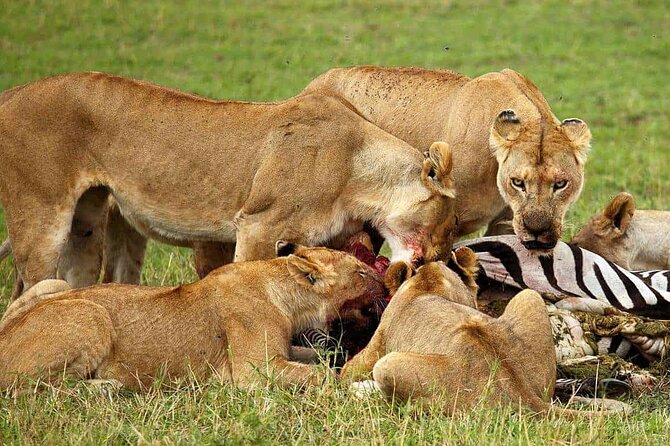 3-Day Camping Safari Tarangire, Lake Manyara & Ngorongoro crater - Should you book the three-day route?