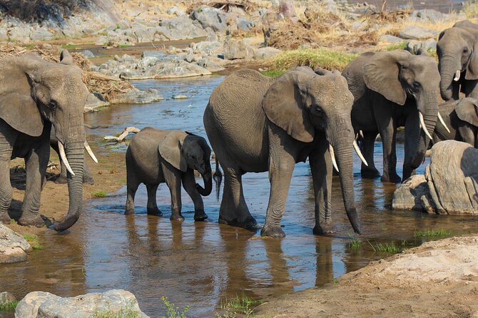 3-Day Camping Safari Tarangire, Lake Manyara & Ngorongoro crater - Day 2: The Ngorongoro Crater wildlife circuit