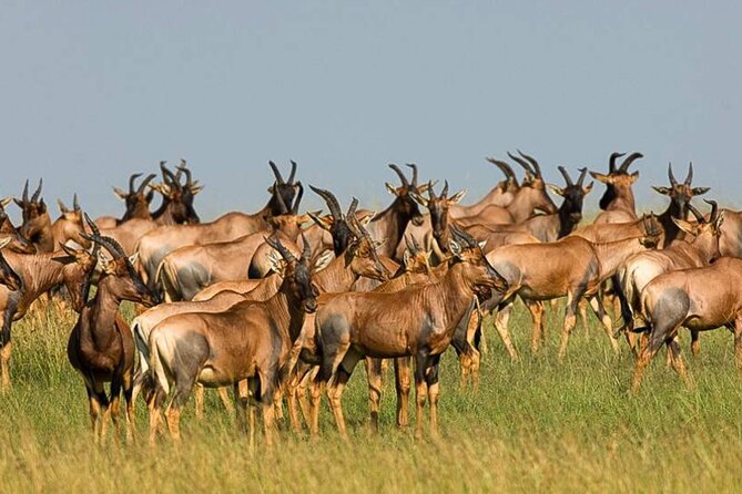 3 Day Classic, Guided Serengeti Safari - Arusha to the Serengeti: a long first day