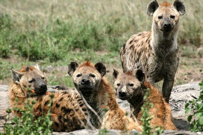 3 Day Classic, Guided Serengeti Safari - The return to Arusha takes most of day three