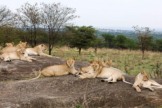 3 Day Classic, Guided Serengeti Safari - The guides make or break a safari