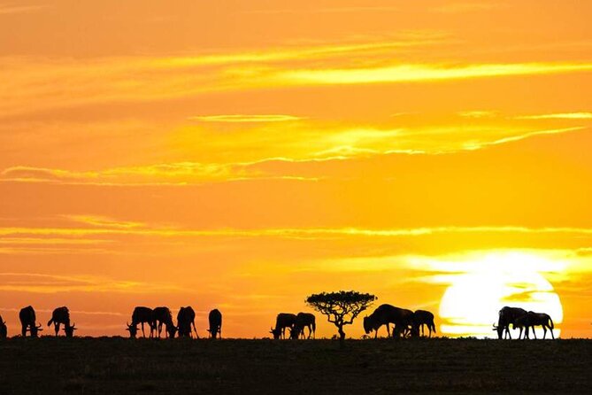 3 Day Classic, Guided Serengeti Safari - Day two: the safari day that matters most
