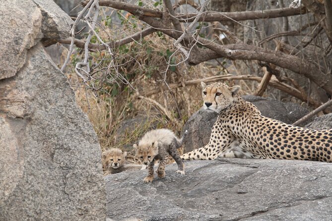 3-Day Classic Serengeti Safari - Day two: eight hours among Serengeti wildlife